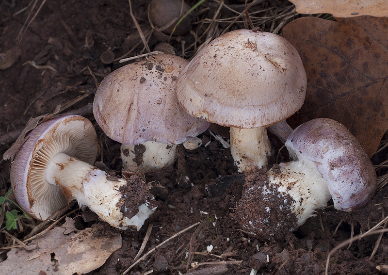 Cortinarius sabuletorum